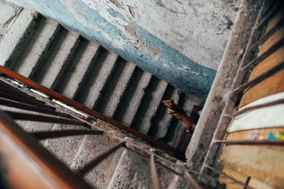 Жителя Ангарска осудят за стрельбу по бездомной собаке