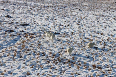 Якутские археологи планируют раскопки на Медвежьих островах