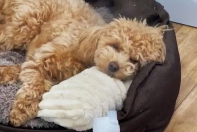 Chelyabinsk owners report mass illness among expensive dogs