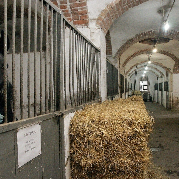 Источник: Александр Зинченко / Voronezh1.ru