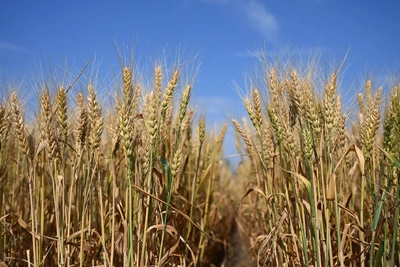 Крупнейший донской зернотрейдер не нашел покупателя