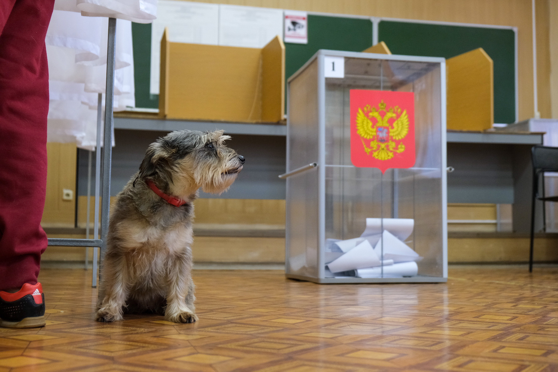 Явка за два дня. Выборы 2022 в Краснодарском крае. Выборы в сентябре 2022 Краснодарский. Самая страшная собака 2022. Выборы в сентябре 2022 Краснодарский край 3 дня.