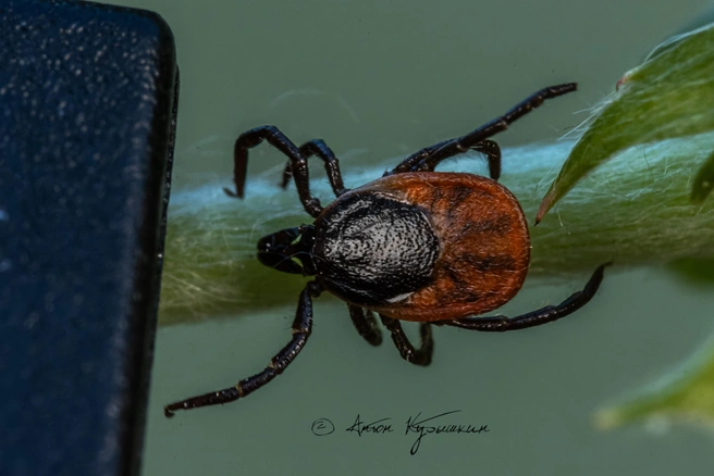 Такими вы их не видели. Смотрите, кого приносят на себе из Удельного парка  | Источник: Антон Кубышкин / «Грибы и Грибники СПб»