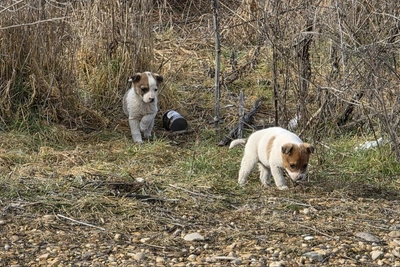 Глава Предгорья пообещал найти по камерам и пристыдить выбросивших щенков
