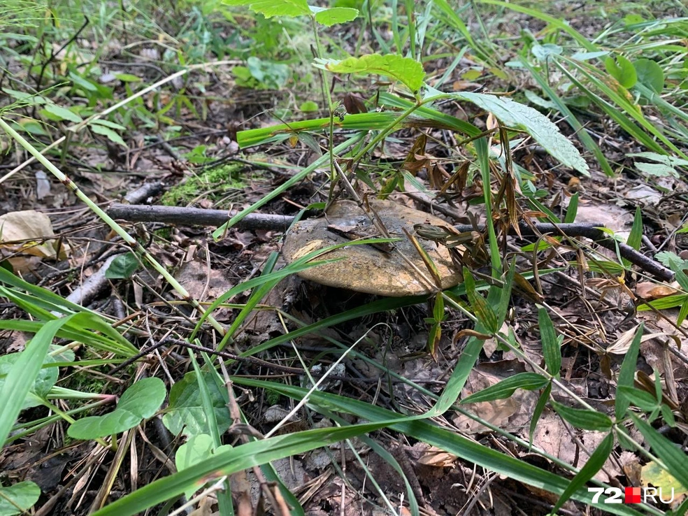Обычно грузди растут семьями | Источник: читатель 72.RU