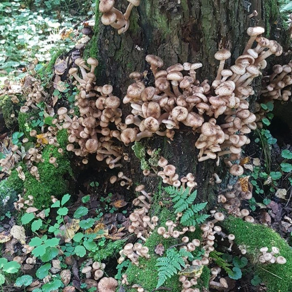 Источник: читатель NN.RU