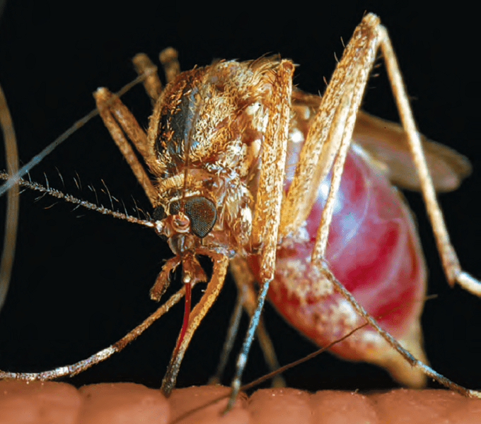 Полет вампиров: почему нам досаждают комары