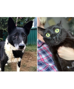 Котопёс недели: собака Лара и кот Цыган