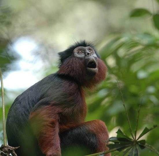 Источник: Международный союз охраны природы