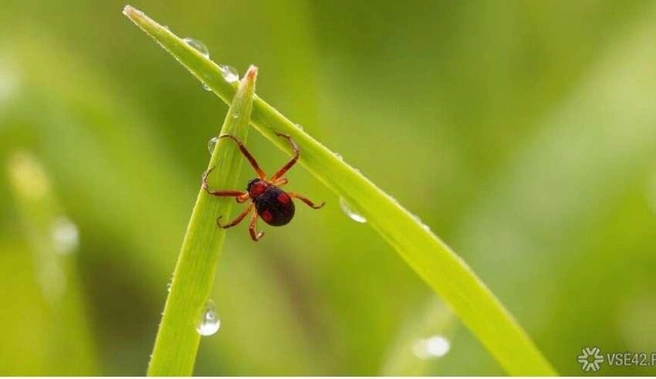 Профилактика укусов включает, помимо внимательного самоосмотра, правильный выбор одежды | Источник: nk-tv.com