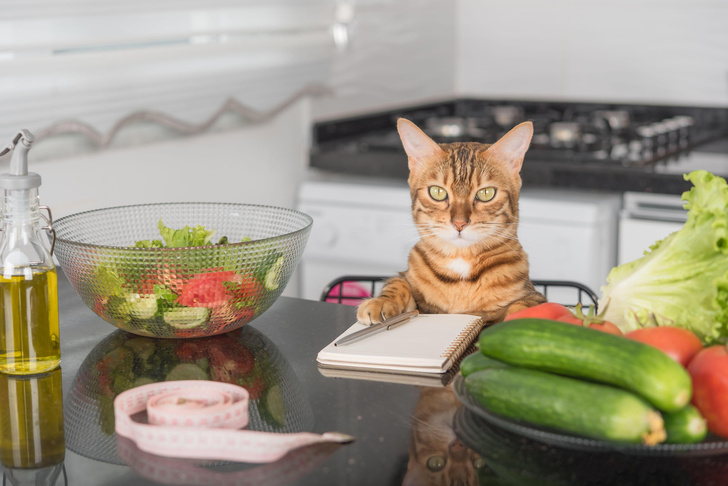 Почему кошки любят овощи, если они хищники? Отвечает ветеринар