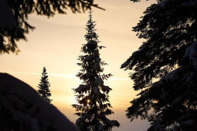 Весенняя фотосессия в югорской тайге