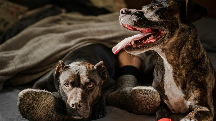 Тест: Выберите любимую породу собак и узнайте доминирующую черту вашей личности — часть 7