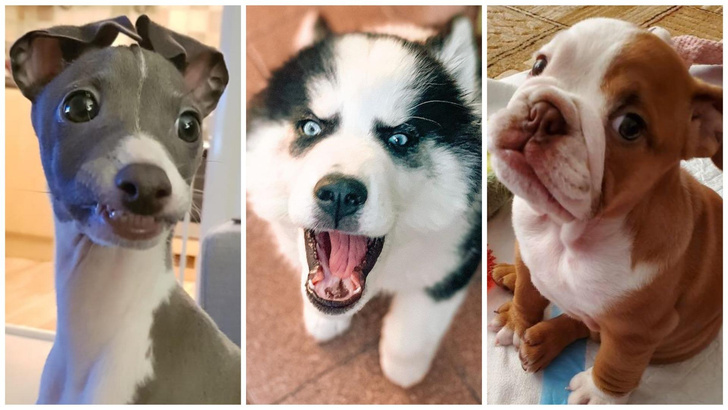30 фото невероятно эмоциональных собак