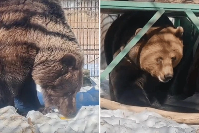 В Большереченском зоопарке проснулись все шесть медведей