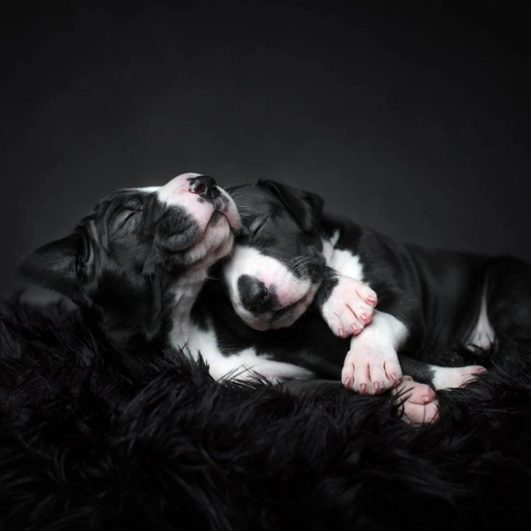 Источник: Dog Photography Awards