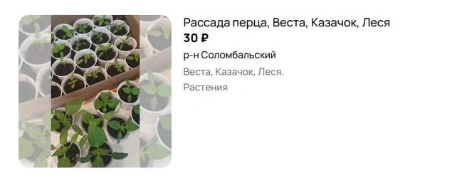 Источник: Avito.ru
