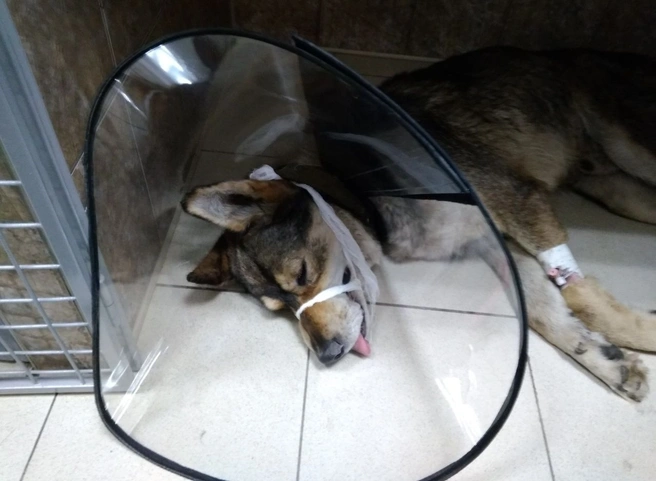 Под Сасовом после жестокого избиения и «усыпления» пес «воскрес» и вернулся к хозяину | ya62.ru