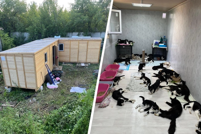 Жилплощадь у спасенных кошек немного уменьшилась, но теперь за ними ухаживают | Источник: Приют для кошек «Дом Оззи» / VK