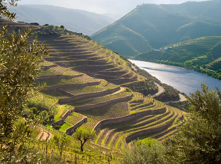 Зеленое вино: что такое Vinho Verde и почему оно такое редкое (у нас)