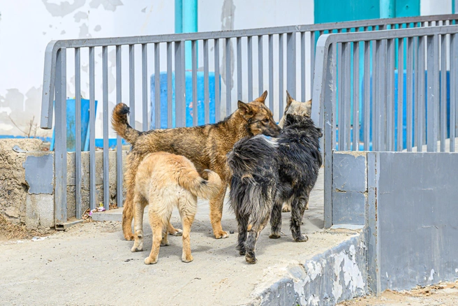 Мэрия Оренбурга не смогла найти подрядчика на отлов бродячих собак в 15 раз подряд | Источник: Олег Фёдоров / CHITA.RU