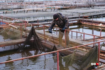 Рыбовод проверяет сети садков | Источник: Тимофей Калмаков / 59.RU