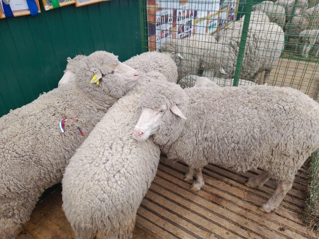 Источник: пресс-служба Минсельхоза ЗК