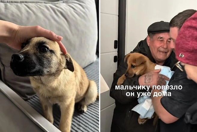 Щенки пристроились в один день, но в разные дома | Источник: Марина Матвиенко / Instagram* (деятельность соцсети запрещена на территории РФ)