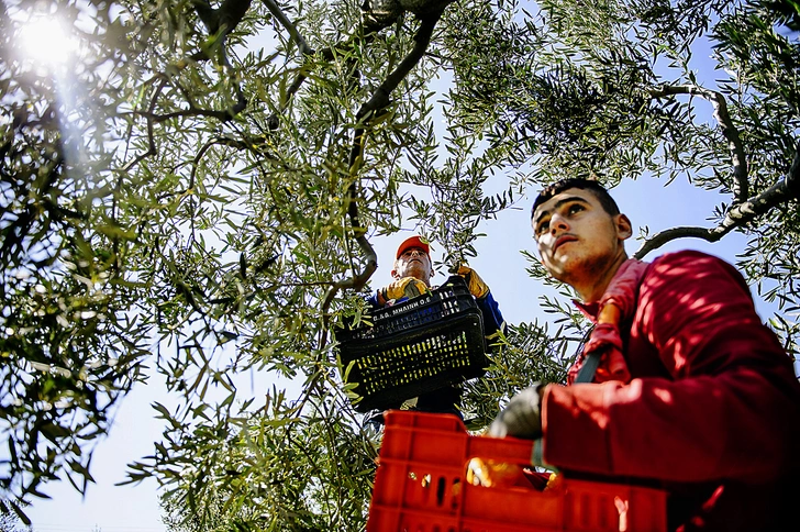 В Греции уважение к оливе прививается с детства. Еще жива традиция высаживать оливковое дерево после рождения ребенка | Источник: Константин Чалабов