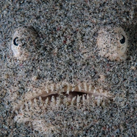 Подводные чудища: только взгляните на 12 самых жутких глубоководных монстров на Земле