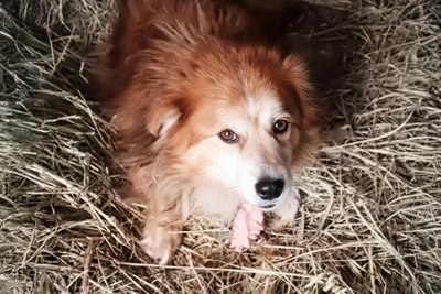 Shelter Sought for Injured Dog in Kaskara