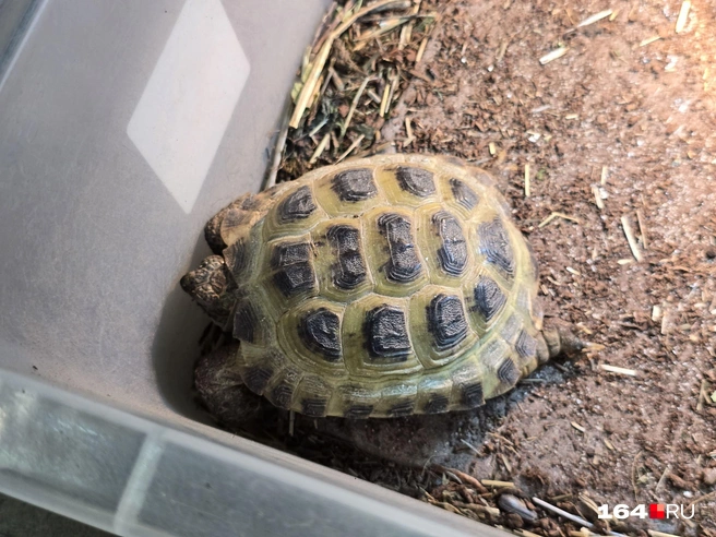 И их детки | Источник: Семен Коротов-Майбах / 164.RU