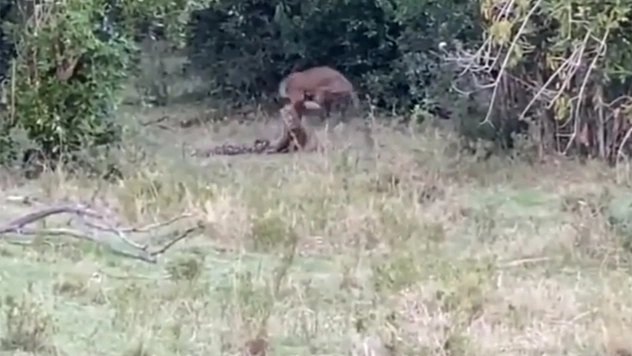 Удав напал на леопарда, но тот оказался проворнее и выкрутился из пут (видео)