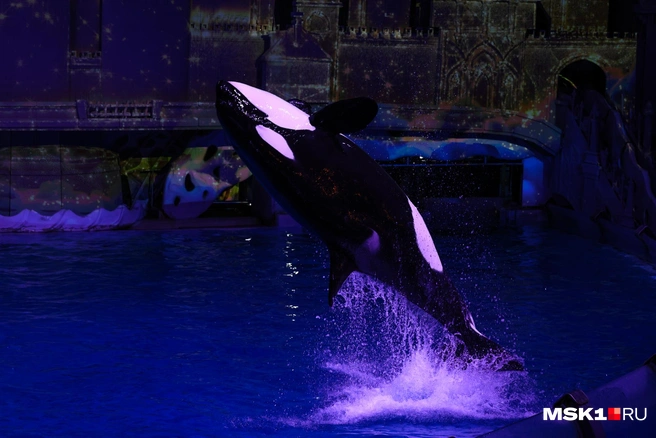 Источник: Артем Устюжанин / MSK1.RU