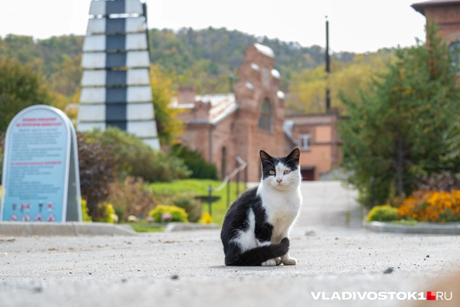 Источник: Елена Буйвол / VLADIVOSTOK1.RU