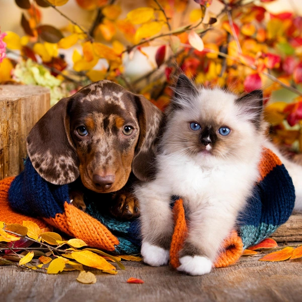 Источник: Shutterstock/Fotodom.ru