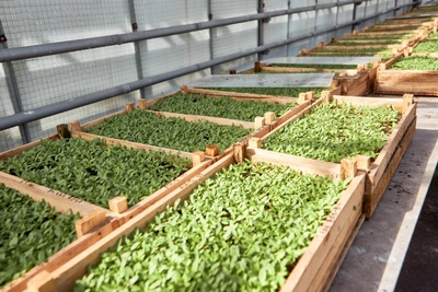 Чем обработать и подкормить теплицу весной