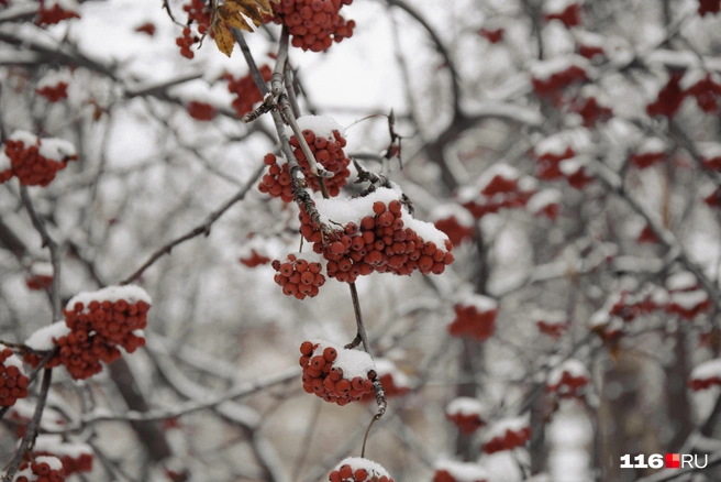 Дожди и мокрый снег станут привычными спутниками | Источник: Лина Саитова / 116.RU