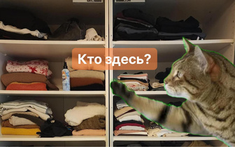 Фото, которое определит ваше IQ: найдите котенка за 5 секунд