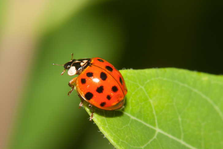 Как привлечь в сад и защитить полезных насекомых