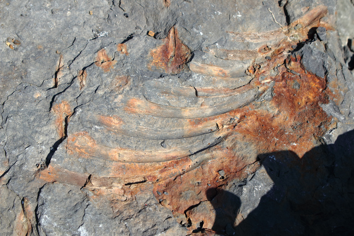 На острове Русский обнаружили останки ихтиозавра