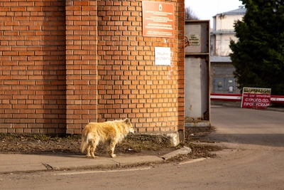 В Нижневартовске неизвестный убил двух собак