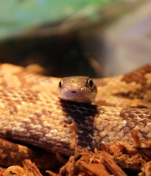 Каких животных можно держать дома в 2026 году