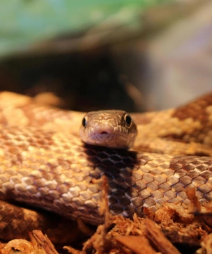 Каких животных можно держать дома в 2026 году