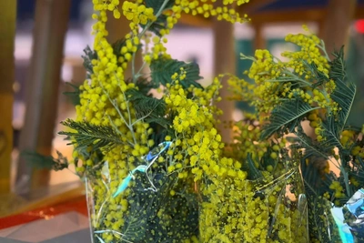 Мимоза к 8 Марта в Екатеринбурге: сколько стоит?