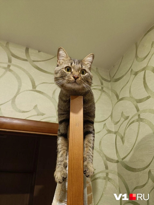 Рубрика «Найди животное» | Источник: читатели V1.RU