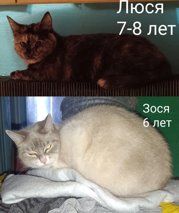 Источник: «Помощь бездомным животным г. Полярные Зори!» / Vk.com