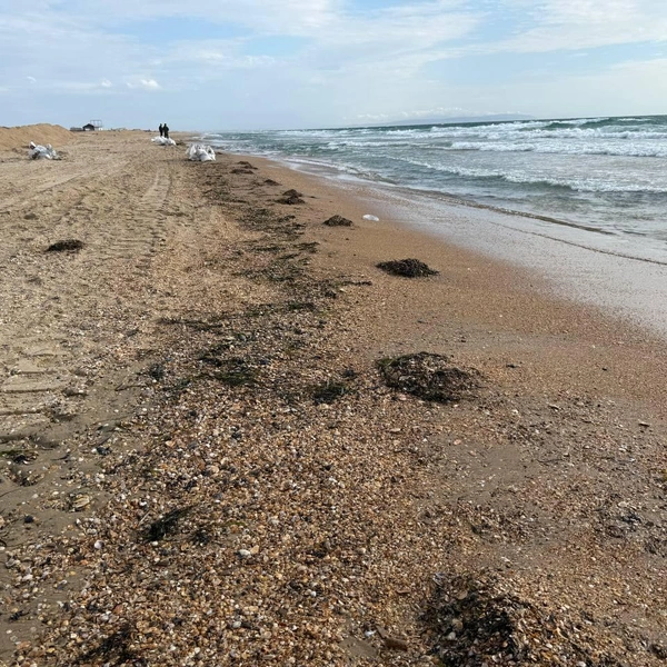 Мазут в перемешку с водорослями | Источник: Валерия Дульская / 93.RU