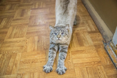 'So Touching You Could Cry': Heartwarming and Humorous Stories from Kemerovo Pet Owners