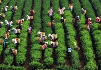 Во Вьетнаме собирают урожай чая